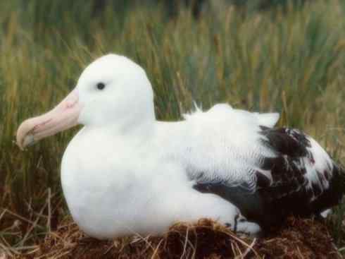 鸟类之最：漂泊信天翁