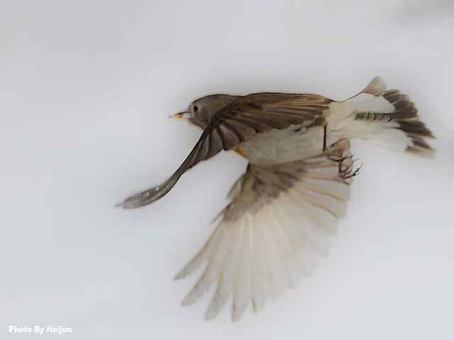 红胸姬鹟演绎冬天里的童话