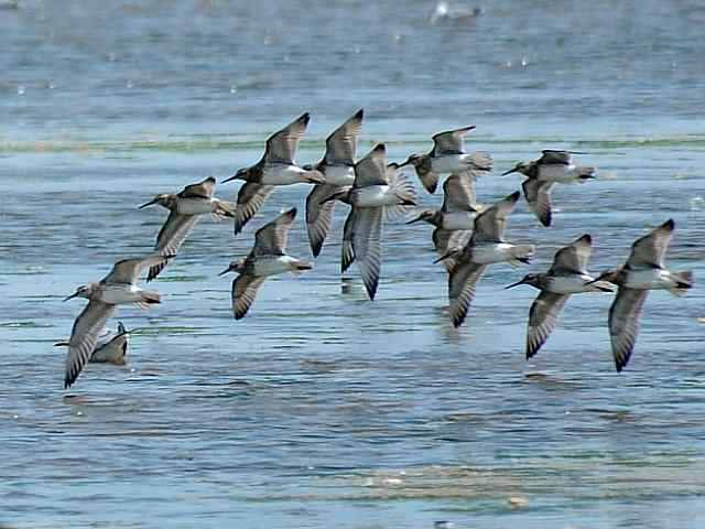 黄金海岸寻鹬 wbr赤土山桥赏鸟