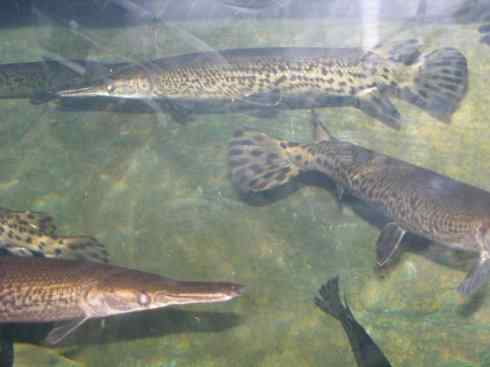 鱼类活化石：鳄雀鳝