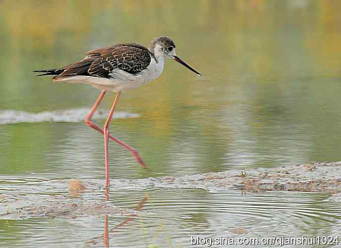 捉小虾.黑翅长脚鹬