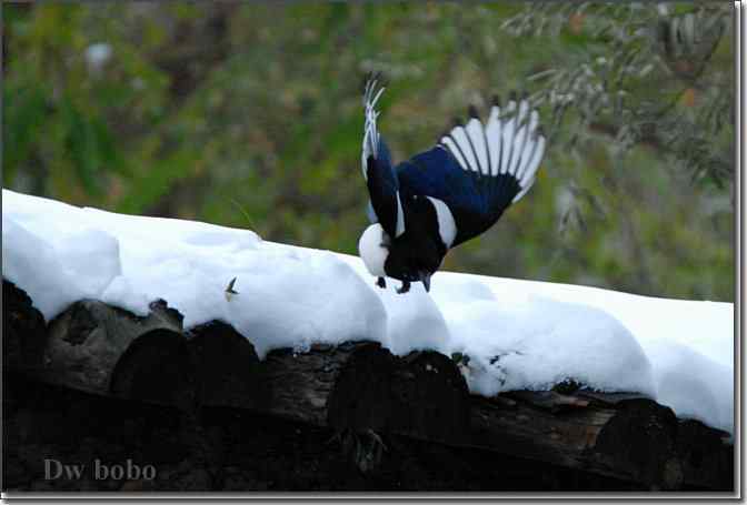点击图片或使用键盘← →翻页