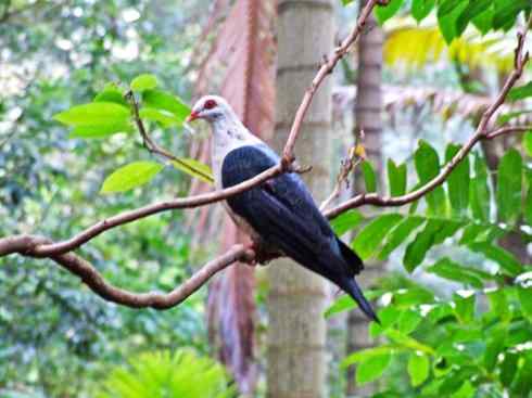 白头鸟系列：另类的美丽11（鸠鸽）