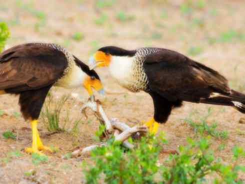 鸟类之最：小隼