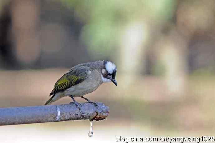 白头鹎（随拍）1