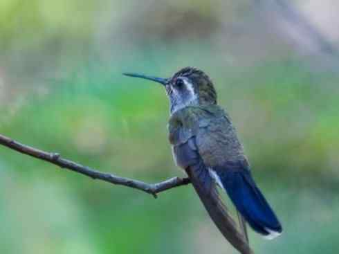 鸟类之最:角蜂鸟 鸟类之最:角蜂鸟