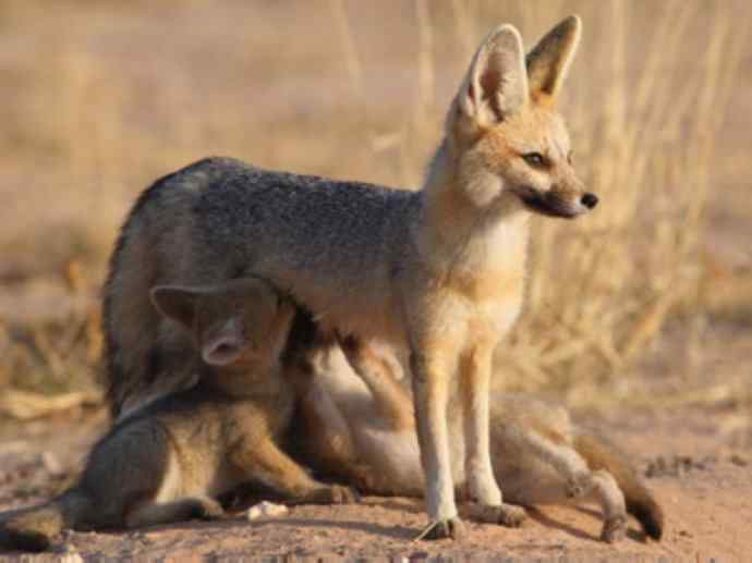 犬科：狐亚科狐属