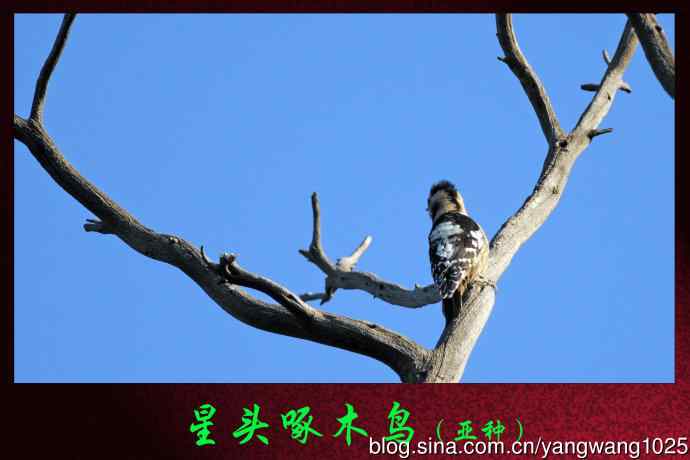 星头啄木鸟(亚种) 星头啄木鸟(亚种)