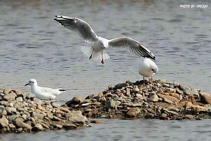 秋实（鹤鹬 wbr遗鸥 wbr扇尾沙锥 wbr金斑鸻）