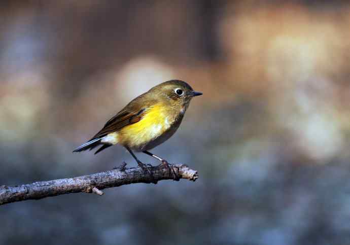 雌性红胁蓝尾鸲（10）