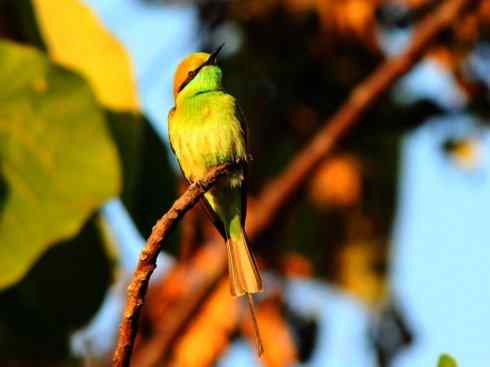 绝色攀禽：佛法僧目