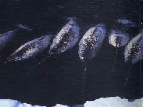 独角兽：传说的兽原型探秘（独角鲸）