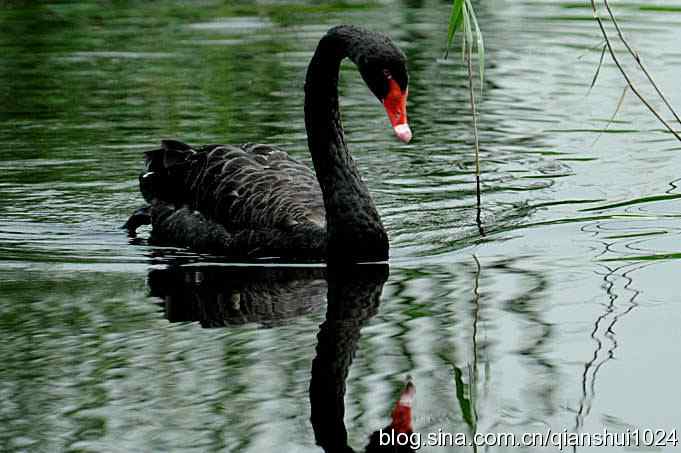 湖畔上的美丽(黑天鹅.荷.莲)
