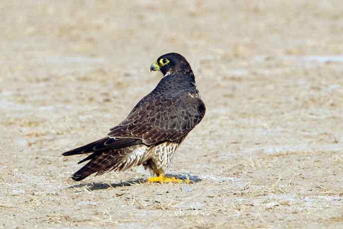 落地版游隼（摄于野鸭湖）