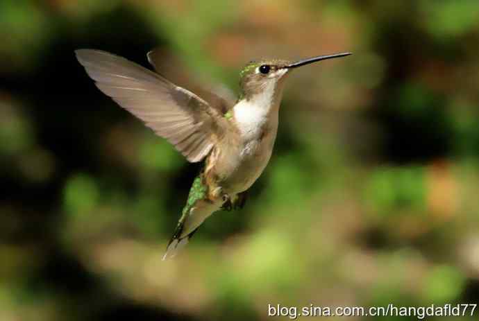 红玉喉北蜂鸟（5）