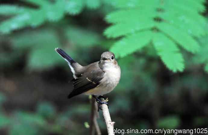 与您交流、沟通的红喉姬鹟 与您交流、沟通的红喉姬鹟