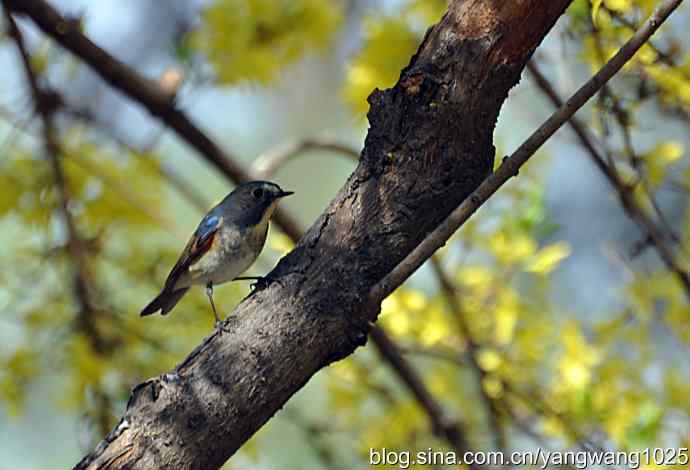 洗浴与梳理（纪实）