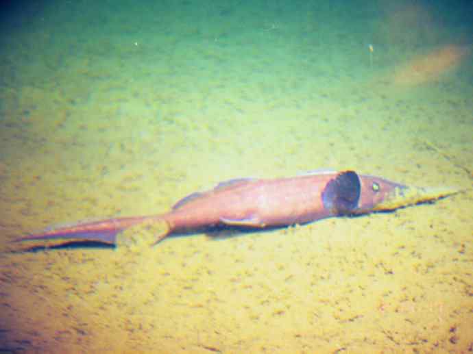 鱼类活化石：长吻银鲛