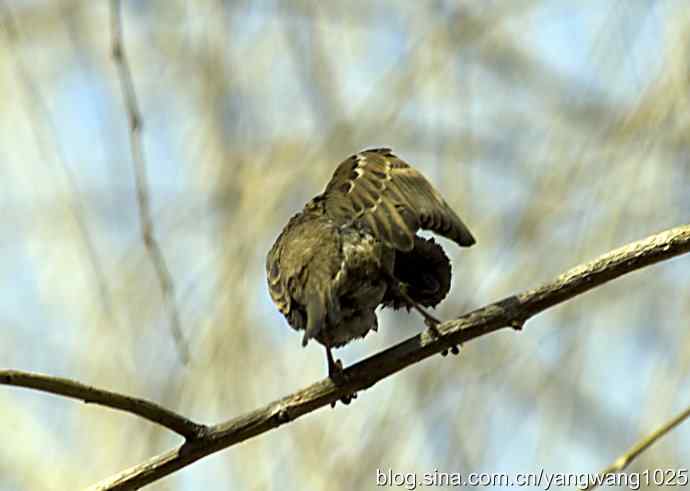 自然和谐的日坛公园（浴后）
