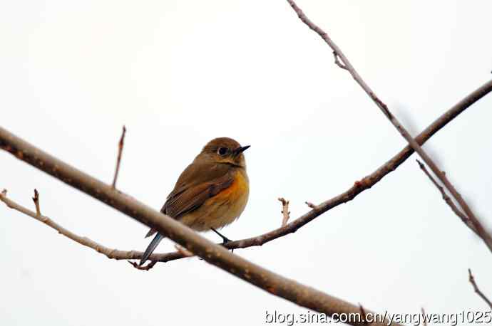 雌性红胁蓝尾鸲（32）