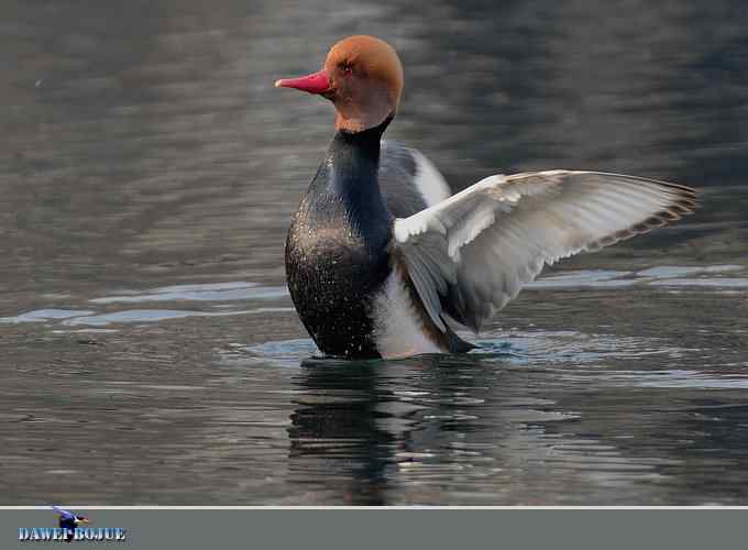 赤嘴潜鸭：冬天の靓色