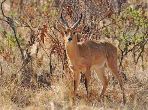麒麟：传说的兽原型探秘（马羚）