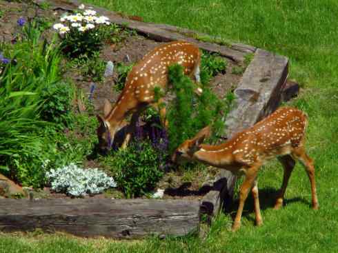 小鹿斑比姐妹俩