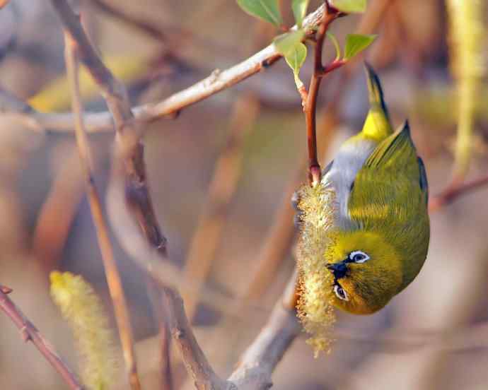 近距看灰腹秀眼