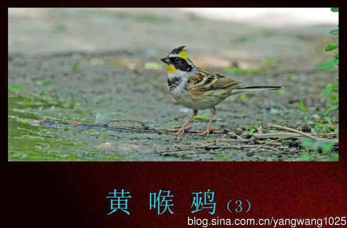 黄喉鹀（3）