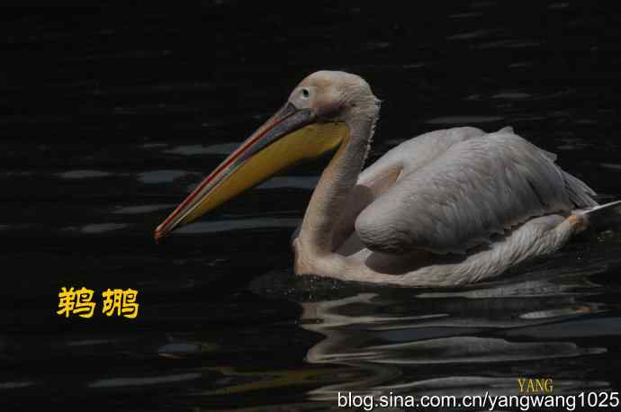 鹈鹕(抓拍) 鹈鹕(抓拍)