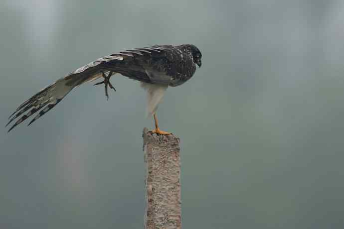野鸭湖站桩的大鸟（偶尔飞版）