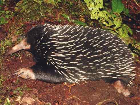 盘点十二大著名食蚁动物：短吻针鼹