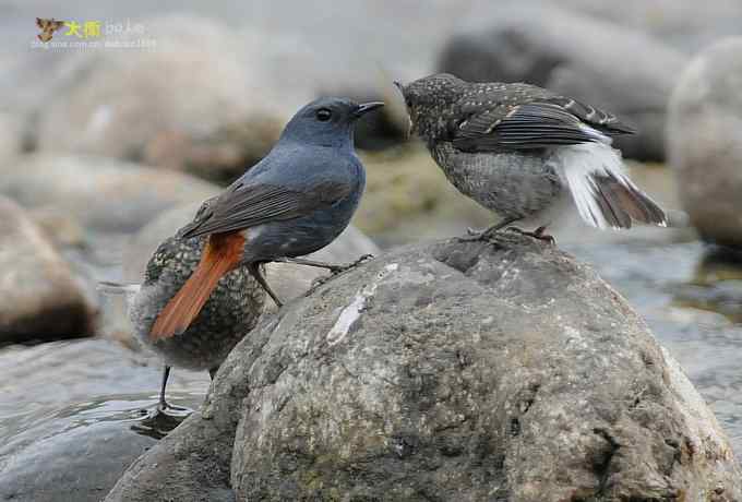 父爱如山：实拍红尾水鸲和它的四个宝宝们