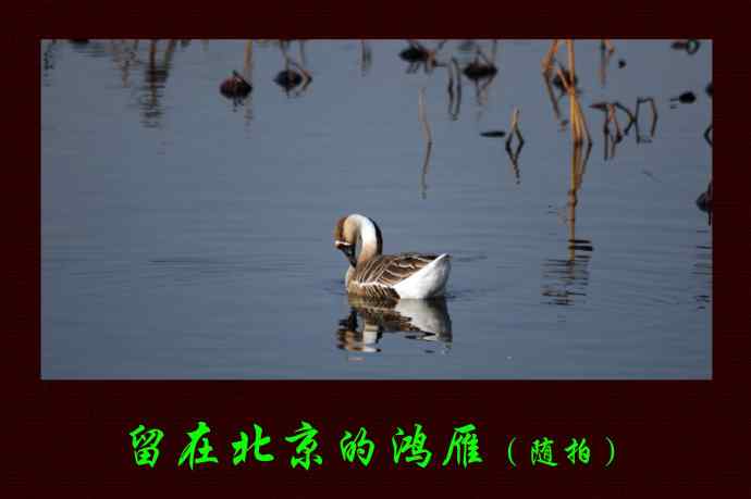 留在北京的鸿雁（随拍）