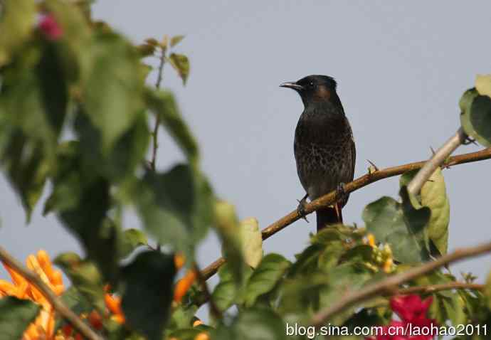 尼泊尔的鸟鈥斺敽诤砗焱勿