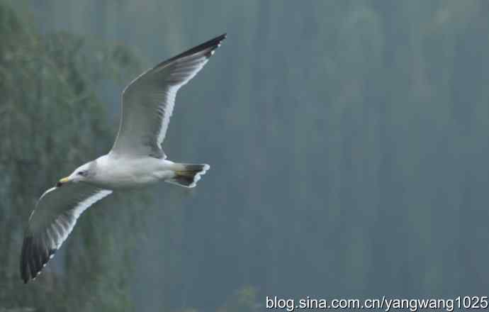 飞 wbr(雾拍水禽湖 wbr杂片) 飞 wbr(雾拍水禽湖 wbr杂片)