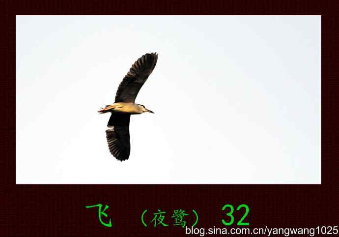 飞（夜鹭）32