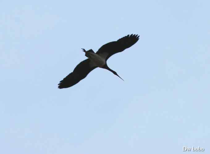 拒马河偶遇黑巨鸡 拒马河偶遇黑巨鸡