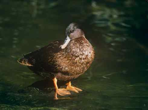 欣赏：美丽的钻水鸭2