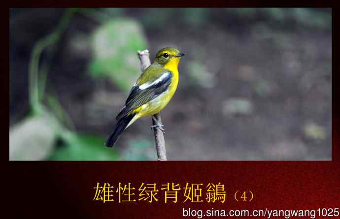 雄性绿背姬鶲（4）