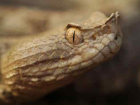 龙：传说的兽原型探秘（响尾蛇类）