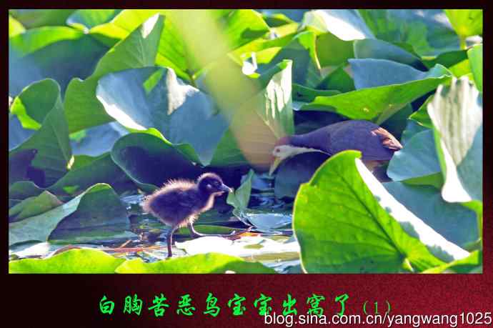 白胸苦恶鸟宝宝出窝了（1）