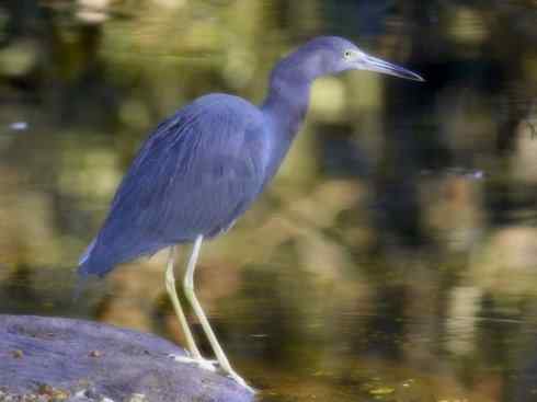 天生猎手：非猛禽类猎手之六（重量级的杀手——大型鹭鸟）