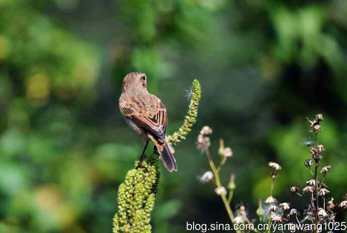 雌性黑喉石即鸟（3）