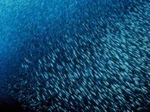 自然奇观：动物大迁徙(沙丁鱼)