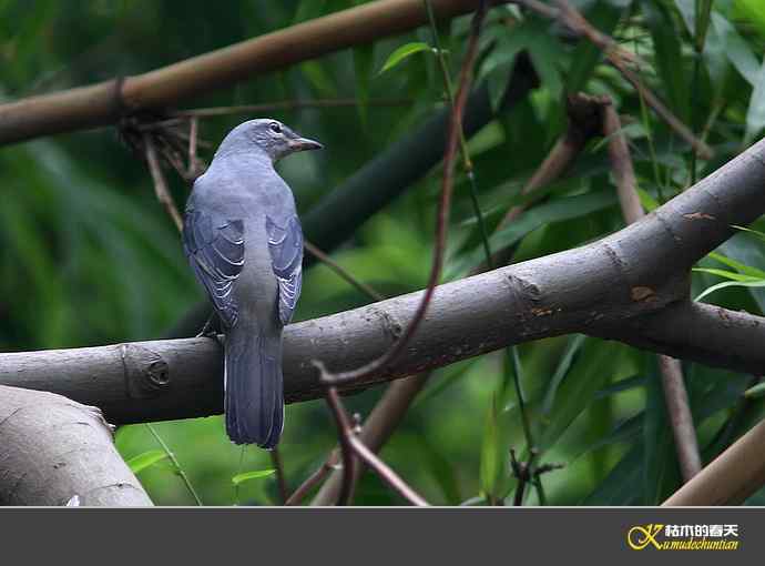 记录暗灰鹃鵙{照片】