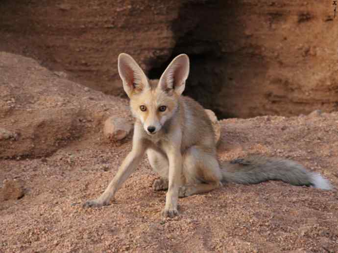犬科：狐亚科狐属