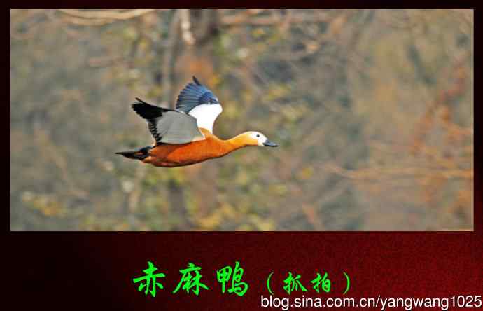 赤麻鸭（抓拍）