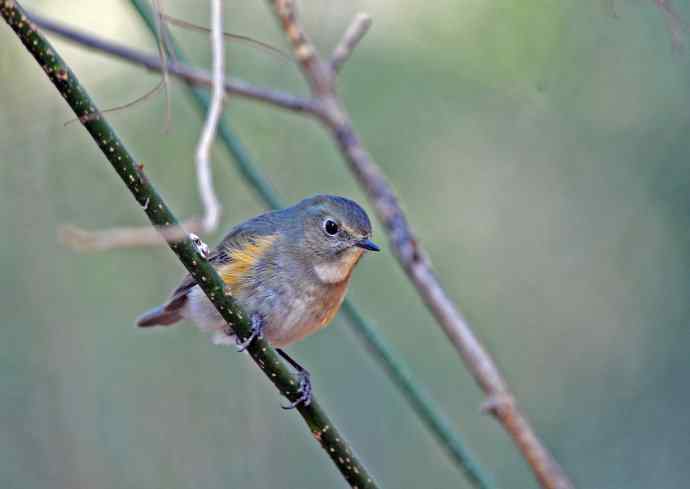 雌性红胁蓝尾鸲(40)