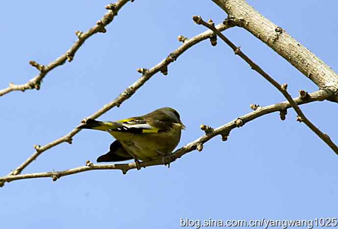 艰难(大风中的金翅鸟纪实) 艰难(大风中的金翅鸟纪实)